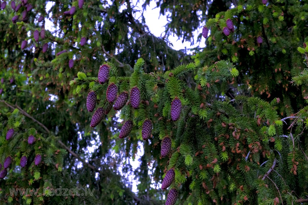 Young spruce cones