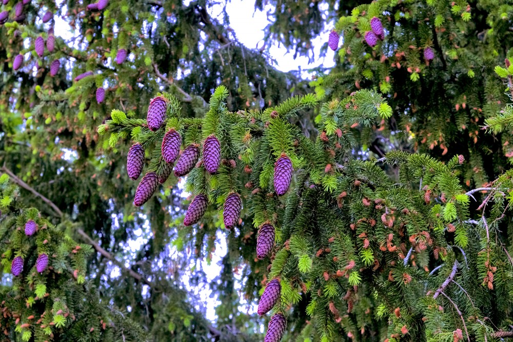 Parastās egles zari pilni jaunu čiekuru