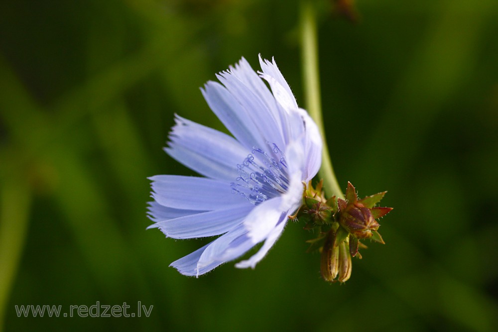 Common chicory