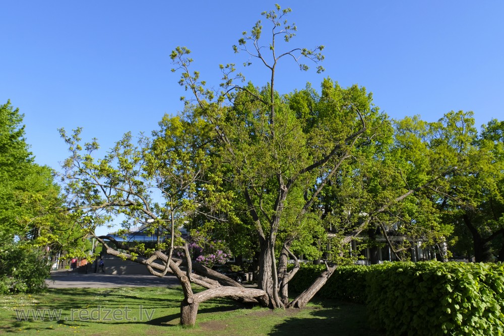 Hickory in Vērmane Garden