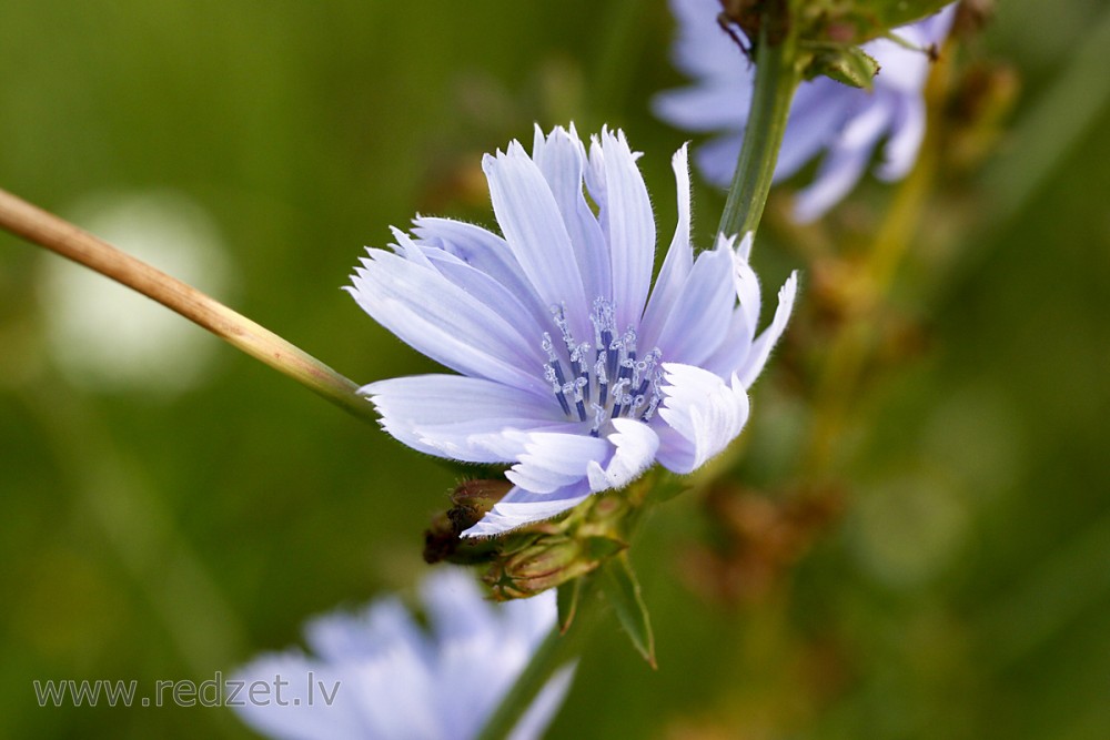 Common chicory
