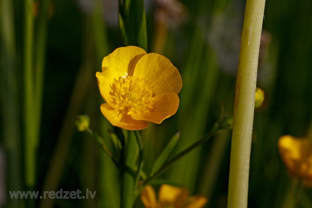 Buttercups