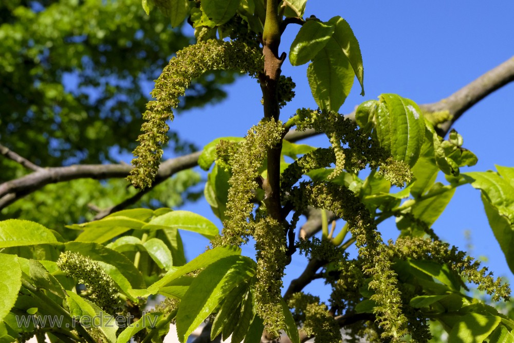 Hickory Male Flowers