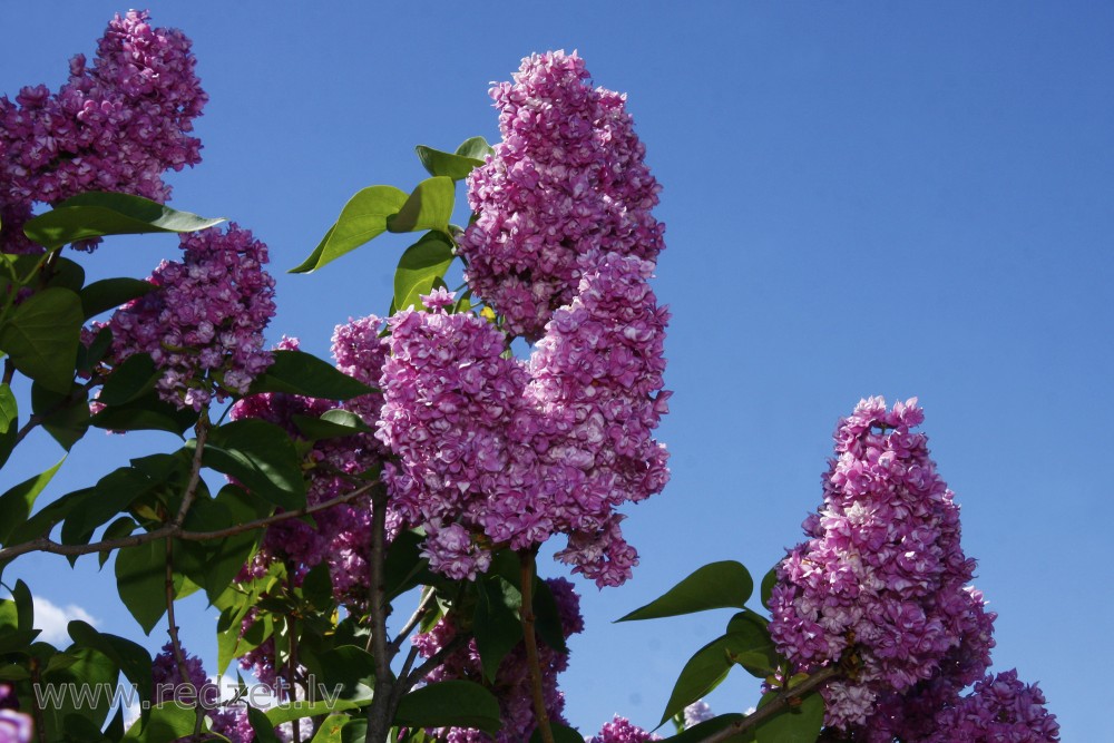 Common lilac in Garden of Pēteris Upītis