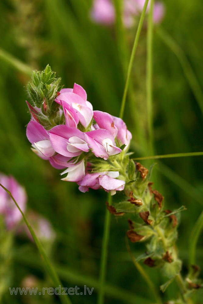 Lauku blaktene (Ononis arvensis)