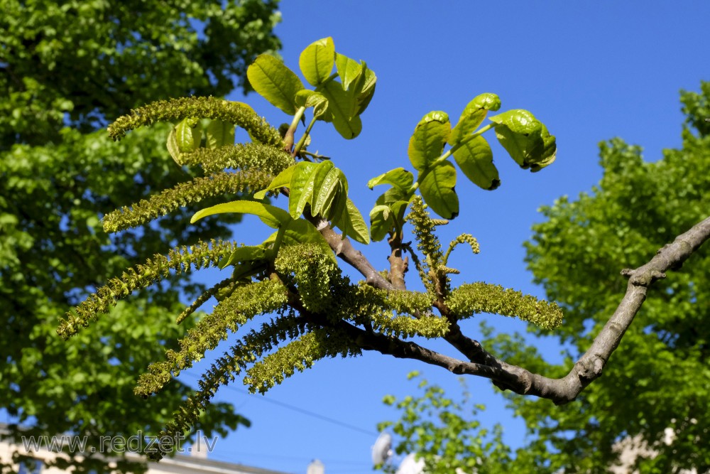 Hickory Branch with Male Flowers