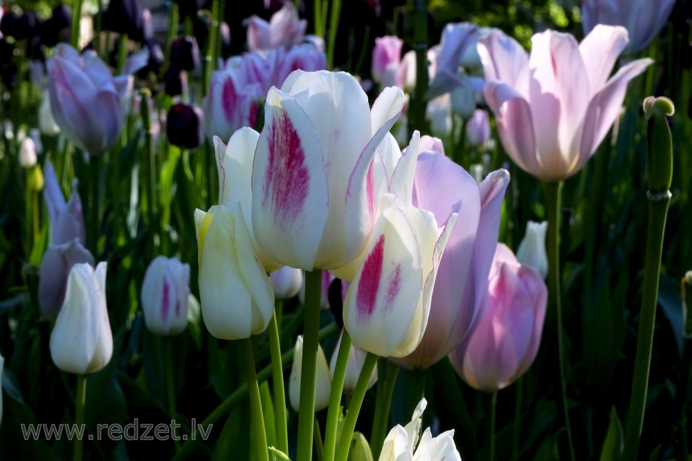 White-pink Tulips