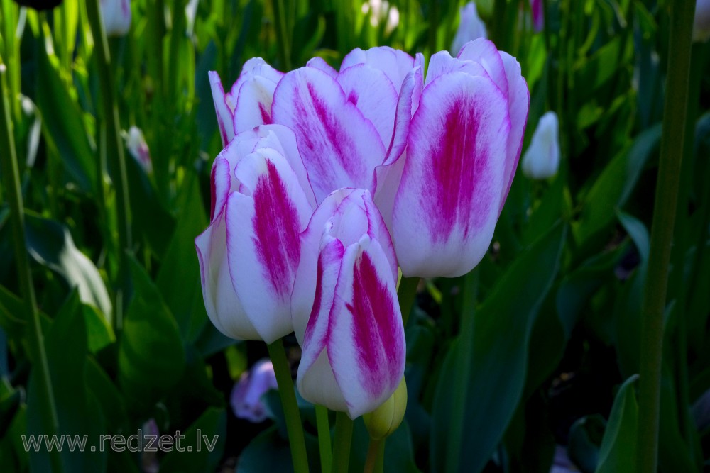 White-pink Tulips