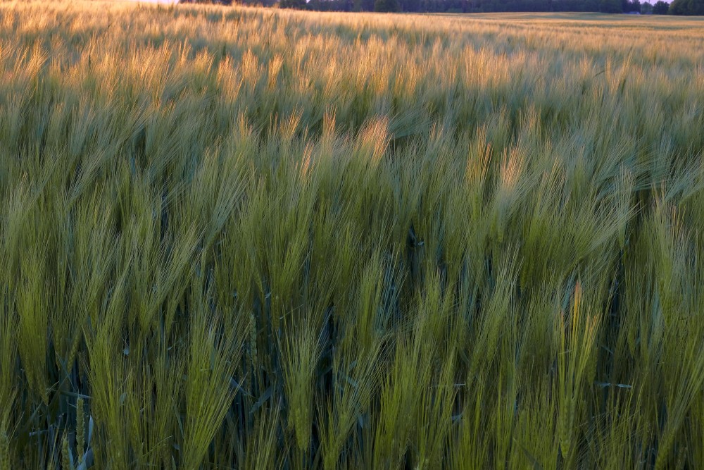 Miežu tuvplāns vakara gaismā