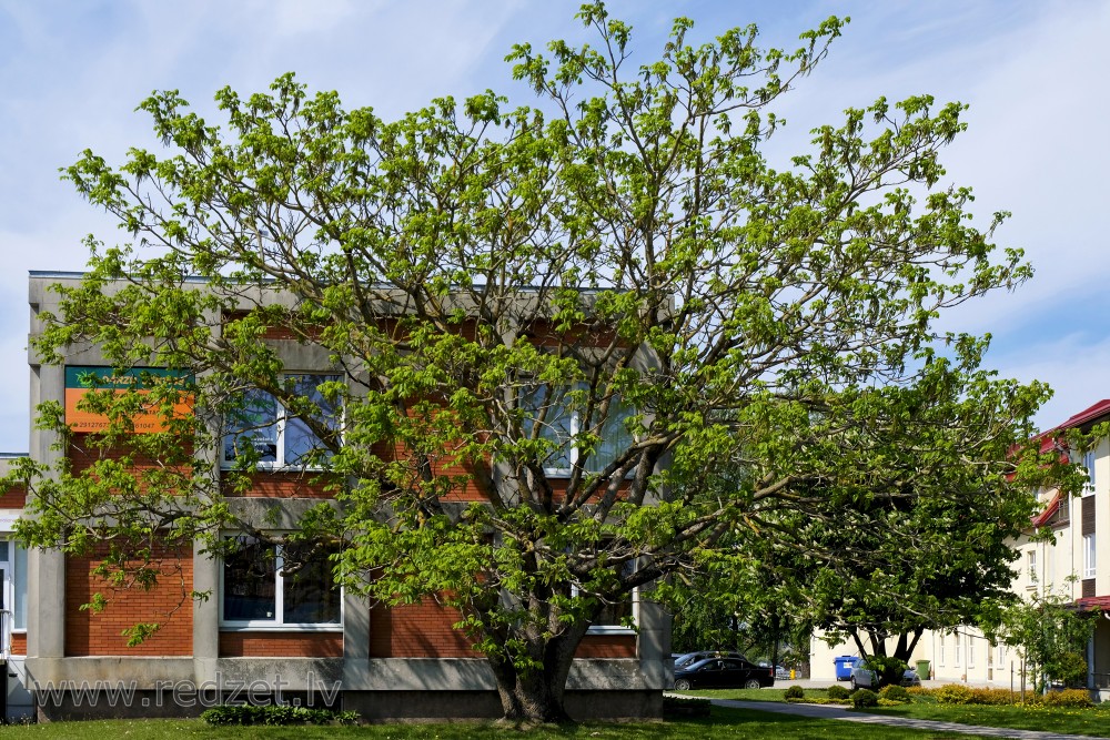 Walnut Tree in Spring