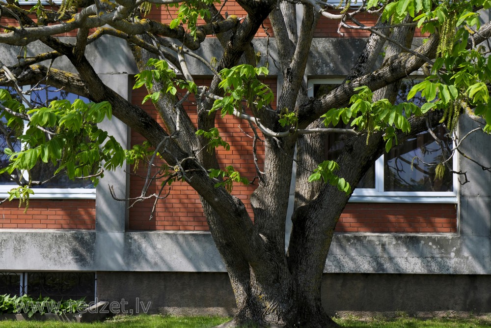 Walnut Tree Trunks