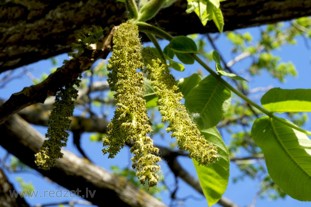 Closeup of Walnut Male Flowers 