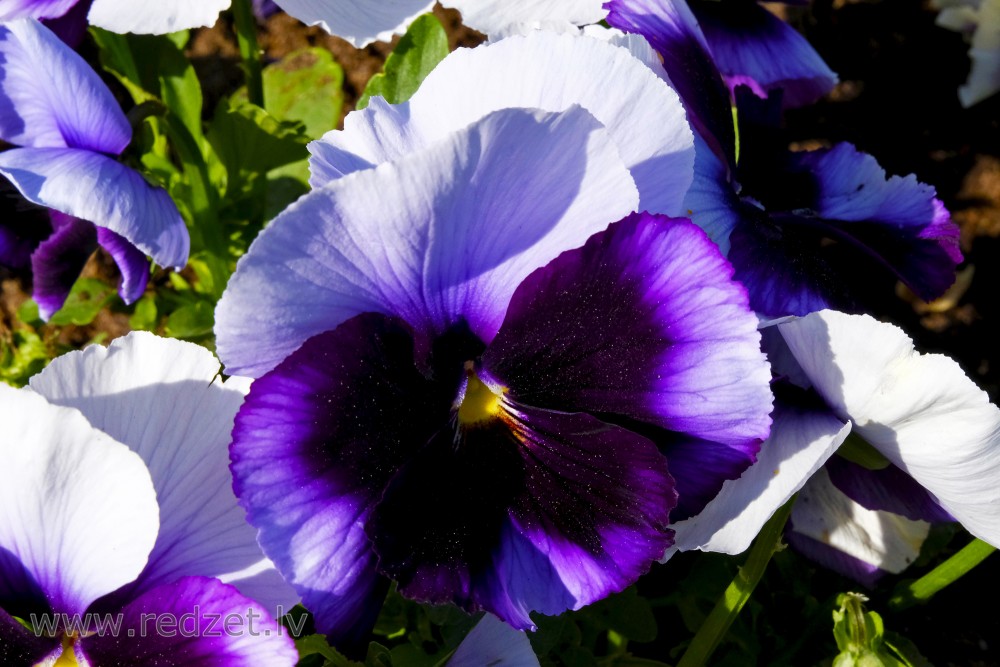 Blue Spotted Pansies