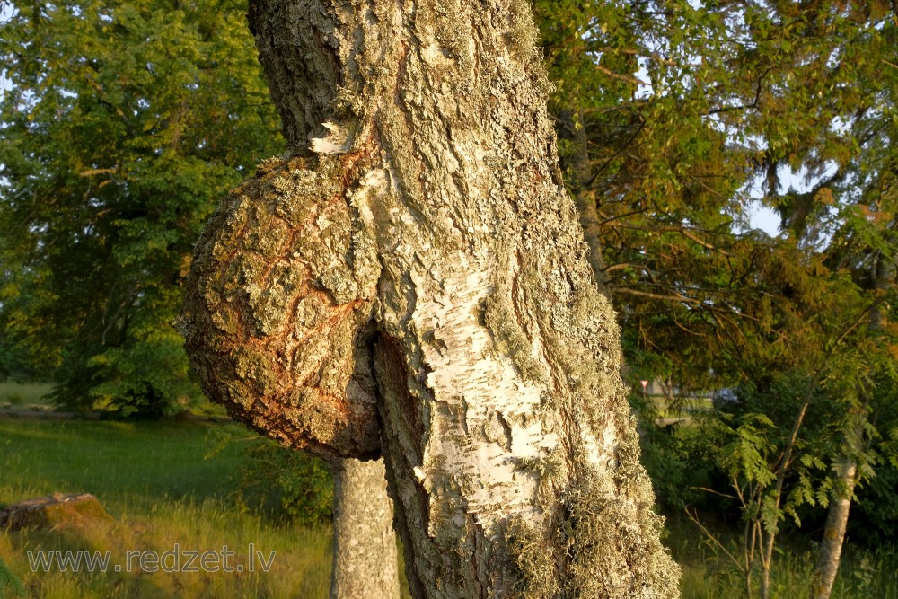 Burl on Birch Trunk