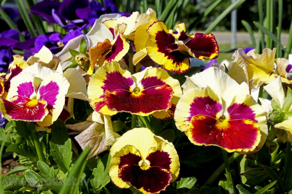 Yellow, Brown, Pink Colored Pansies
