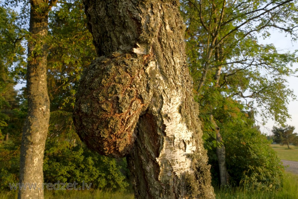 Māzers uz bērza stumbra