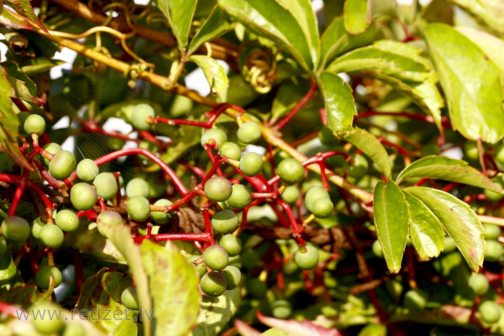 Pieclapiņu mežvīns (Parthenocissus quinquefolia)