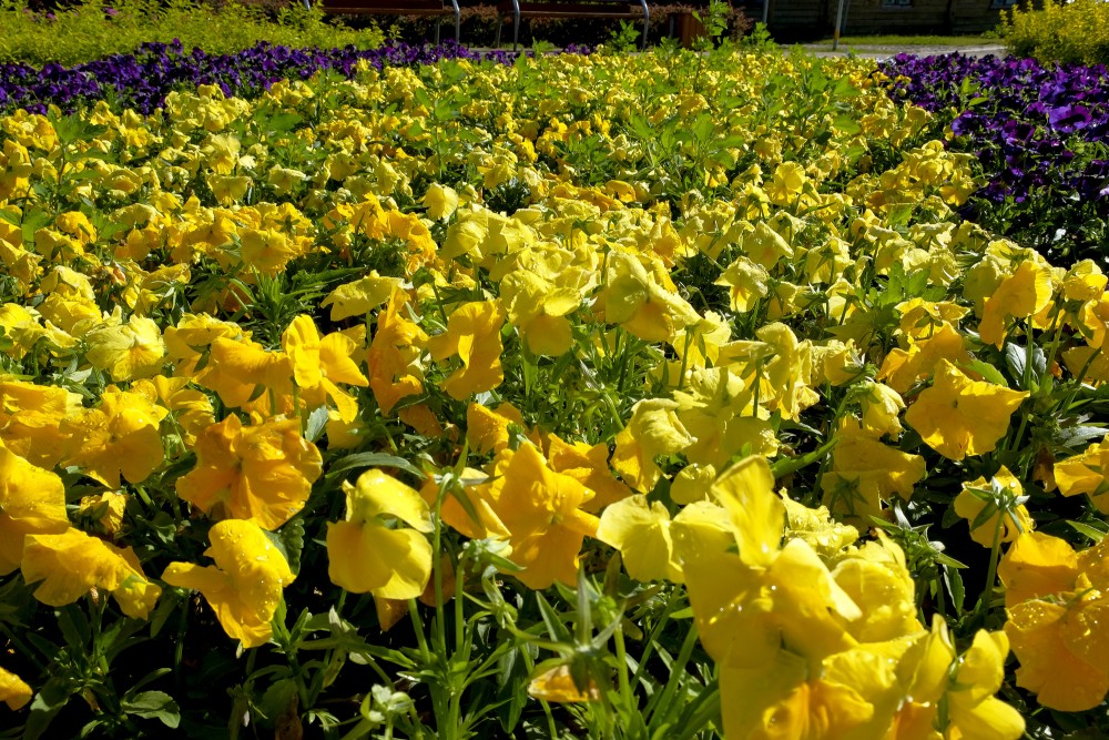 Aprasojušas atraitnītes Aprasojušas atraitnītes