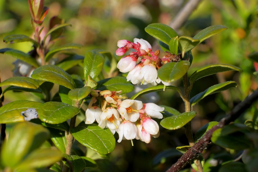 Lingonberry Flowers