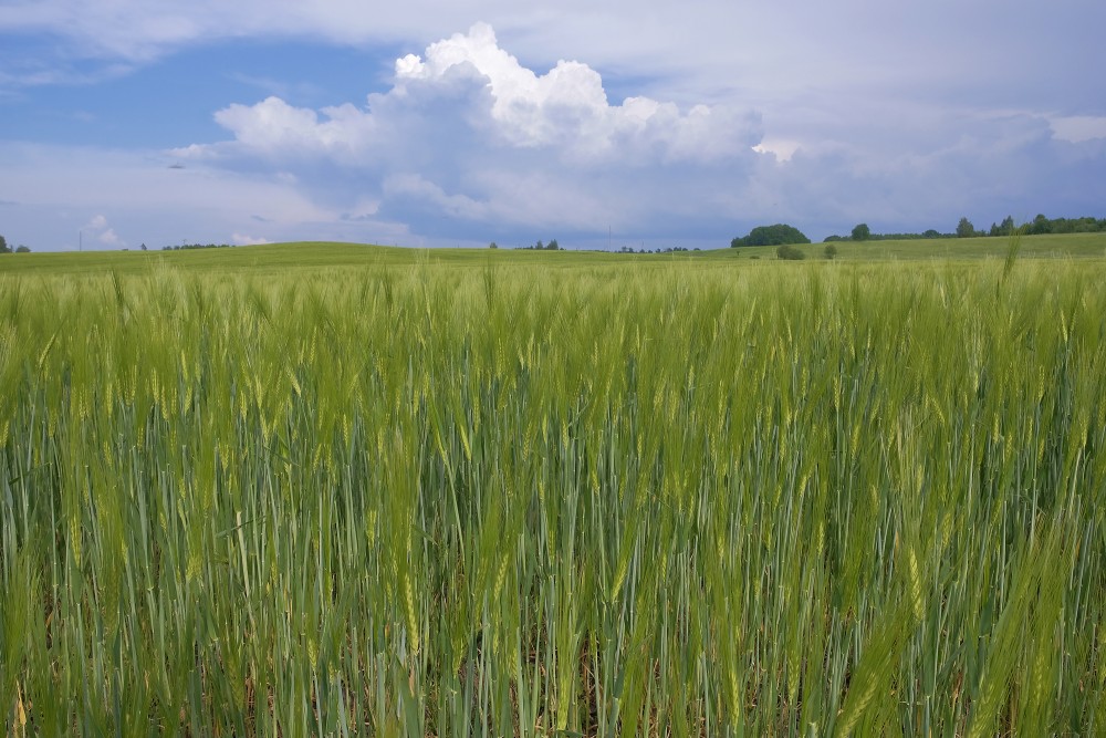 Saules atspīdēts rudzu lauks Saules atspīdēts rudzu lauks