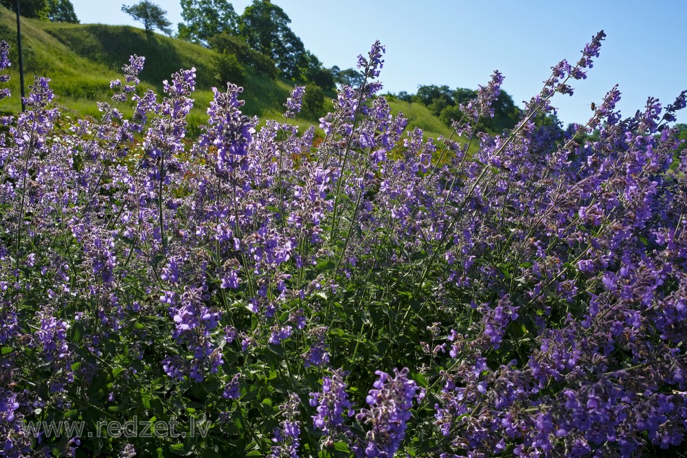Catnip, Catswort, Catwort, or Catmint