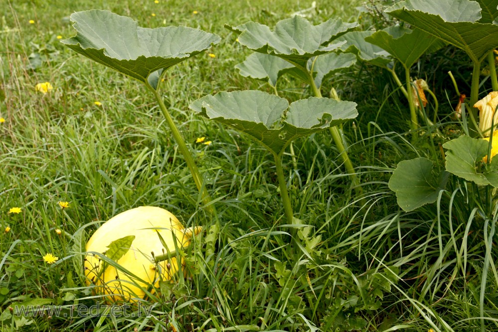 Parastais ķirbis (Cucurbita pepo)