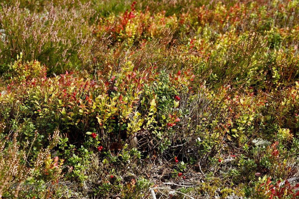 Lingonberry or Cowberry
