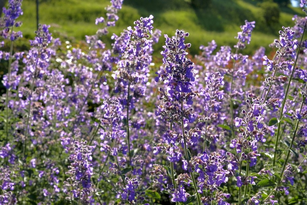 Kaķumētras Kaķumētras