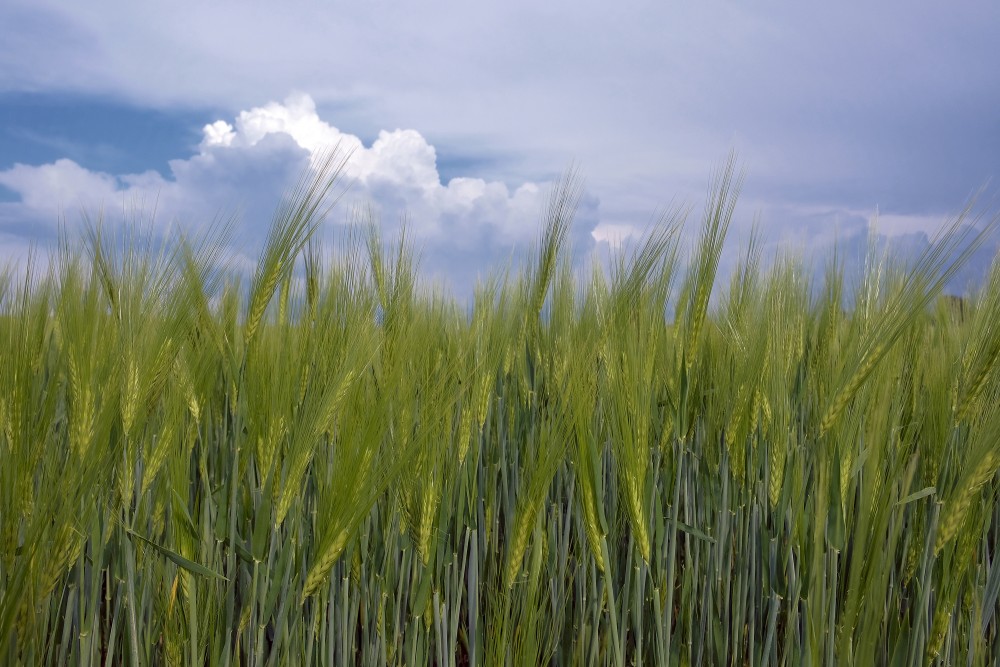 Close-up of Rye