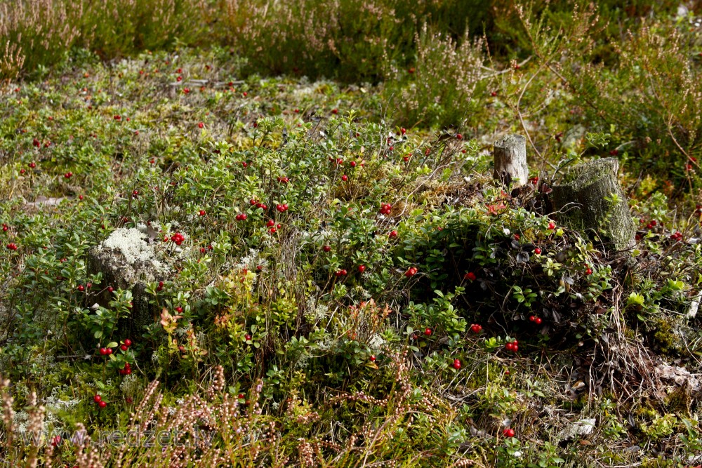 Lingonberry or Cowberry