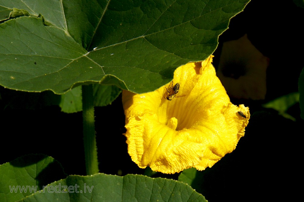 Parastā ķirbja (Cucurbita pepo) zieds