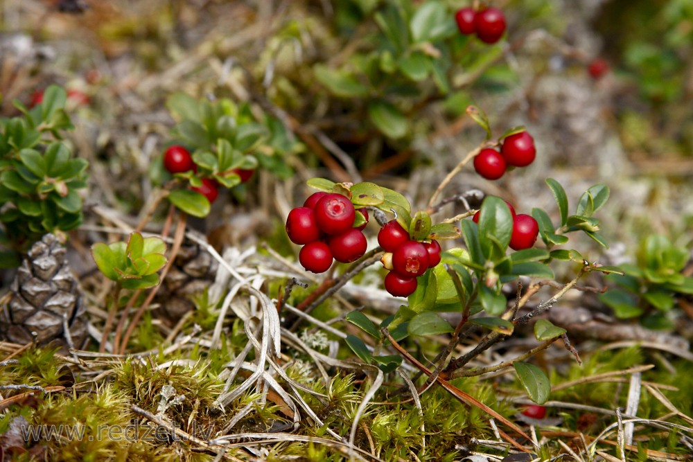 Lingonberry Berry