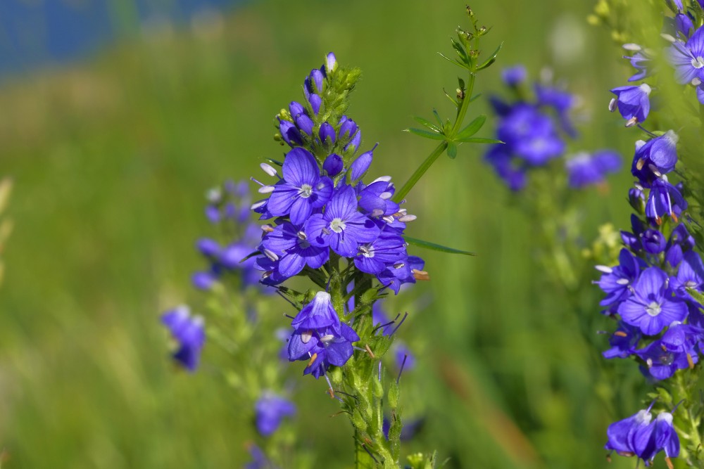 Krasta veronika Krasta veronika