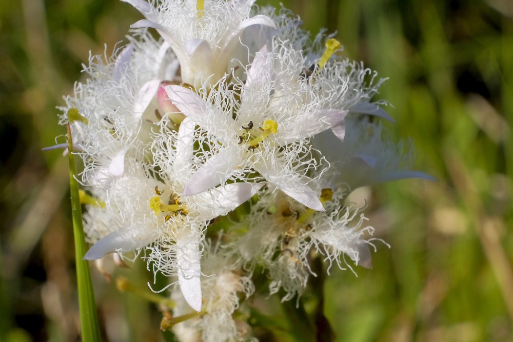 Bogbean