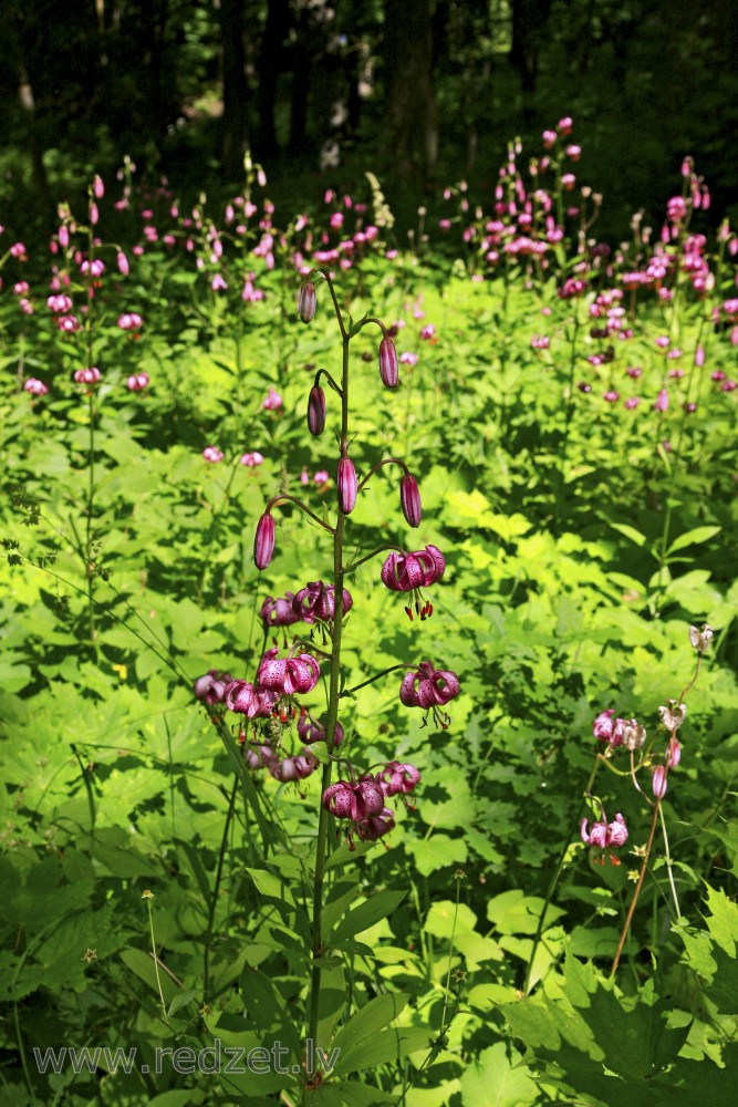 Martagon lily