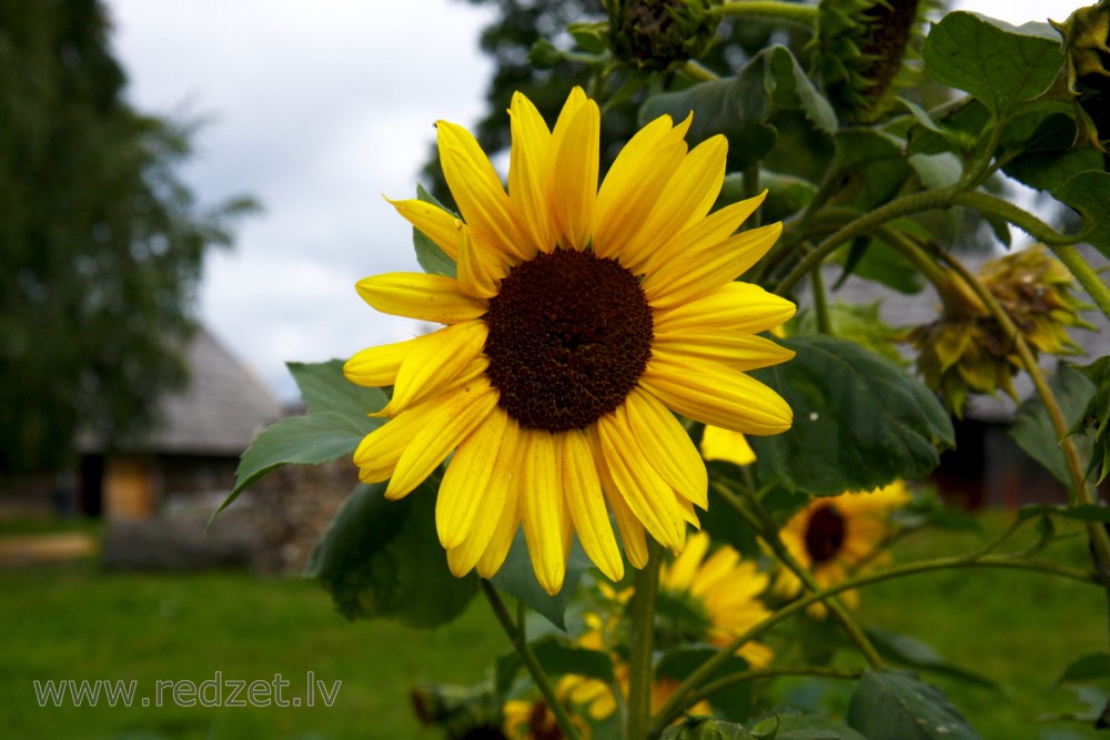 Common sunflower