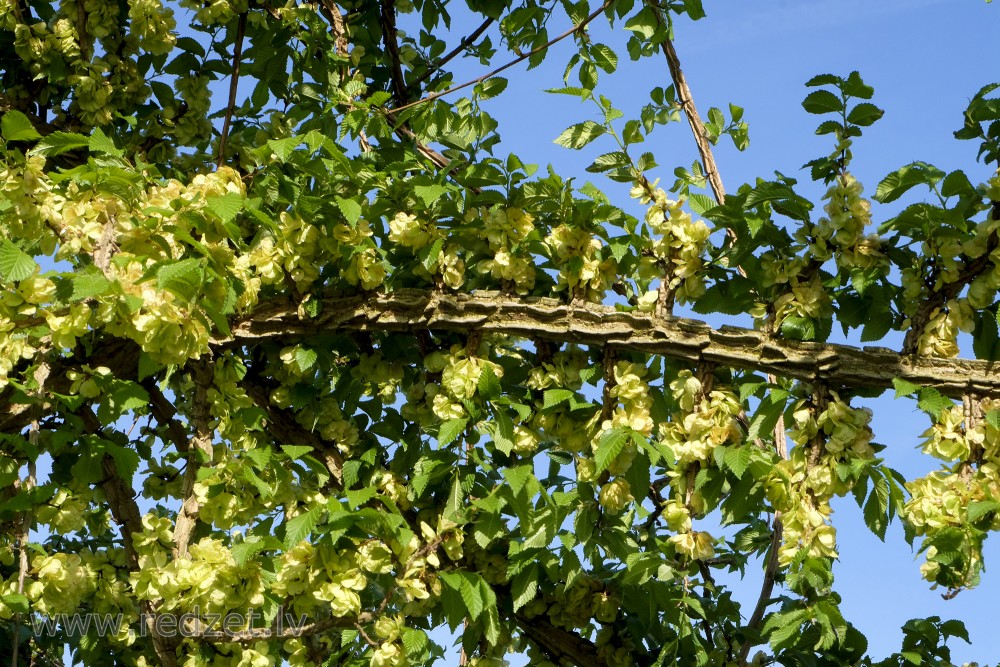 Cork-barked Elm Branch