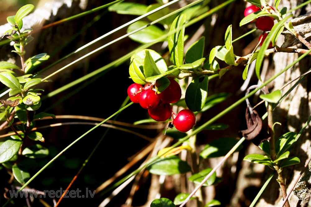 Ripe lingonberries