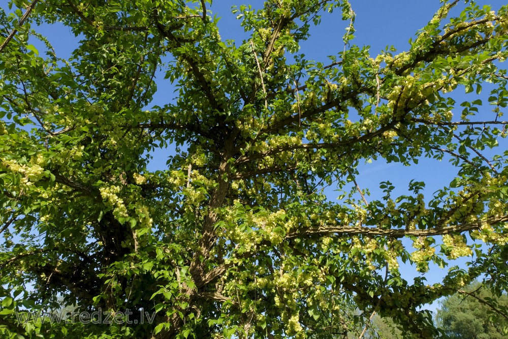 Weeping Cork-barked Elm