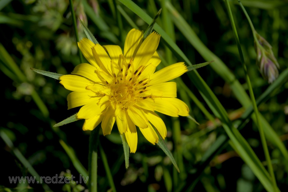 Meadow salsify or Meadow goat's-beard