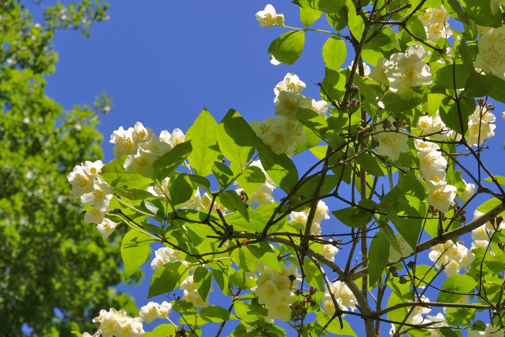 Parastais filadelfs jeb neīstais jasmīns Parastais filadelfs jeb neīstais jasmīns