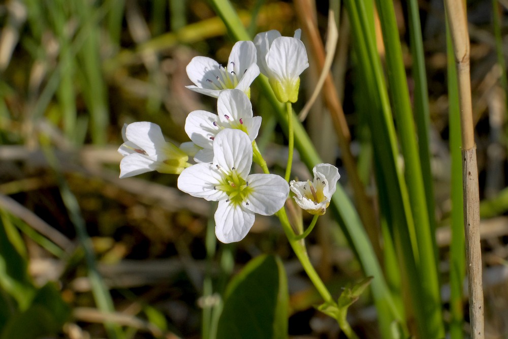 Cardamine amara (Large bitter-cress)