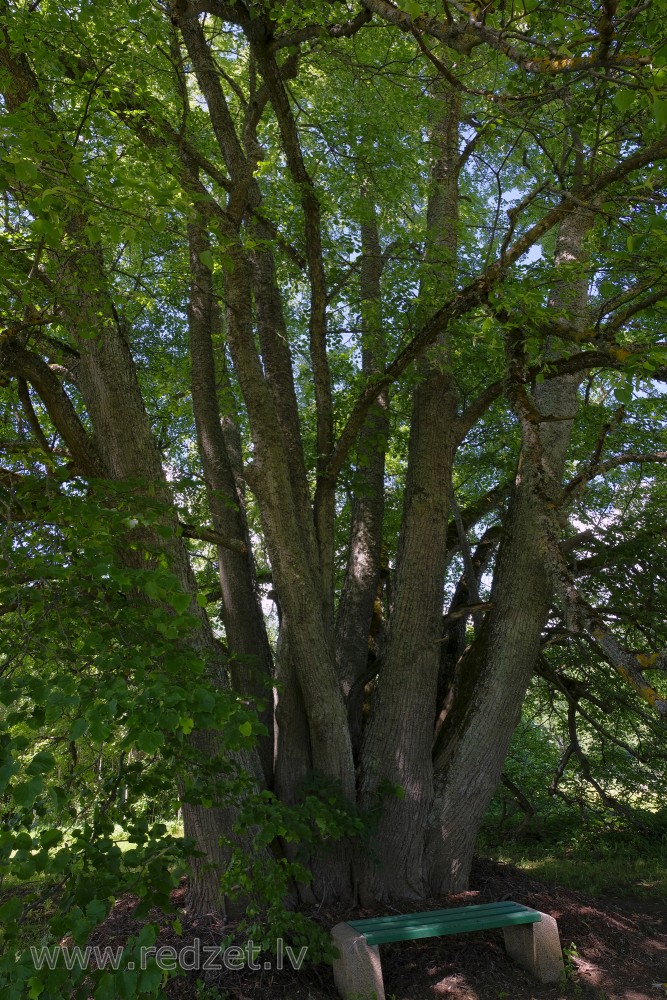 Lime-tree with 24 Stems in Poprags