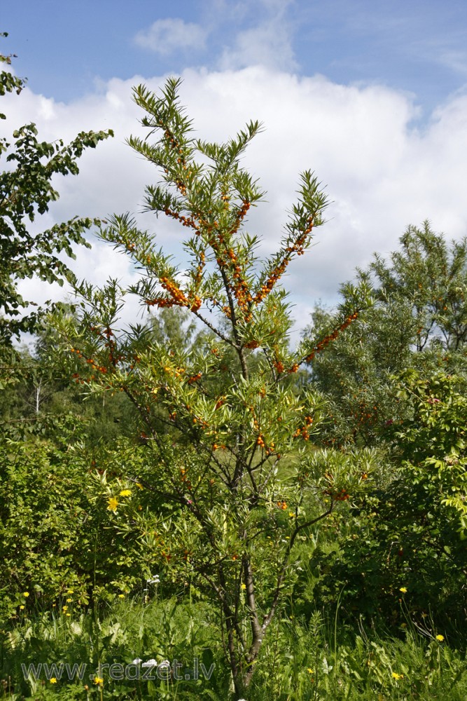 Smiltsērkšķis (Hippophae rhamnoides)