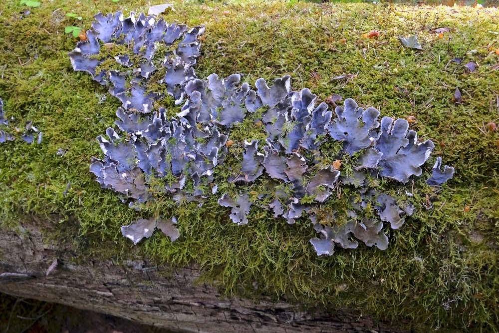 Peltigera canina (Dog lichen)