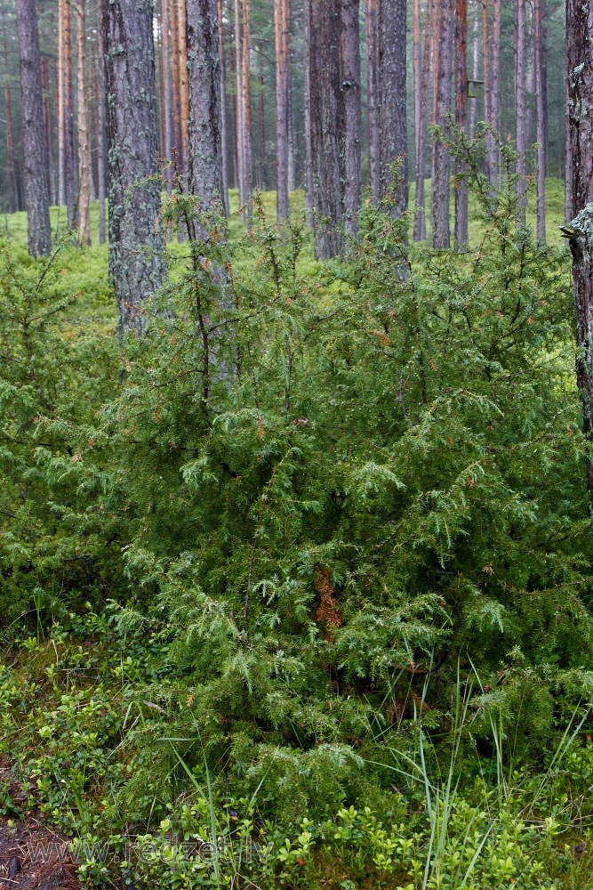 Juniperus communis in the Forest