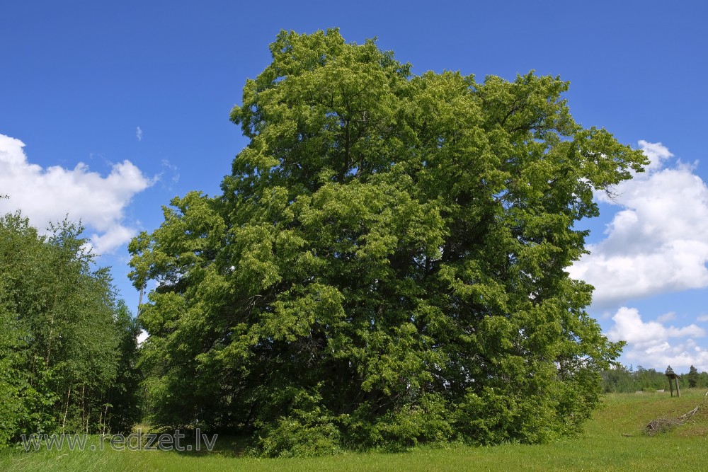 Lime-tree with 24 Stems in Poprags