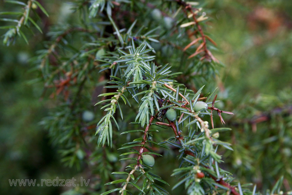 Juniperus communis berry