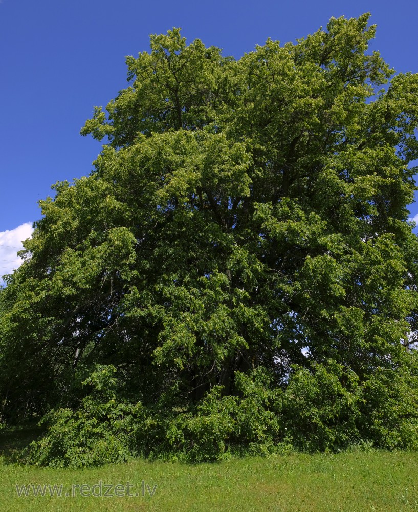 Lime-tree with 24 Stems in Poprags