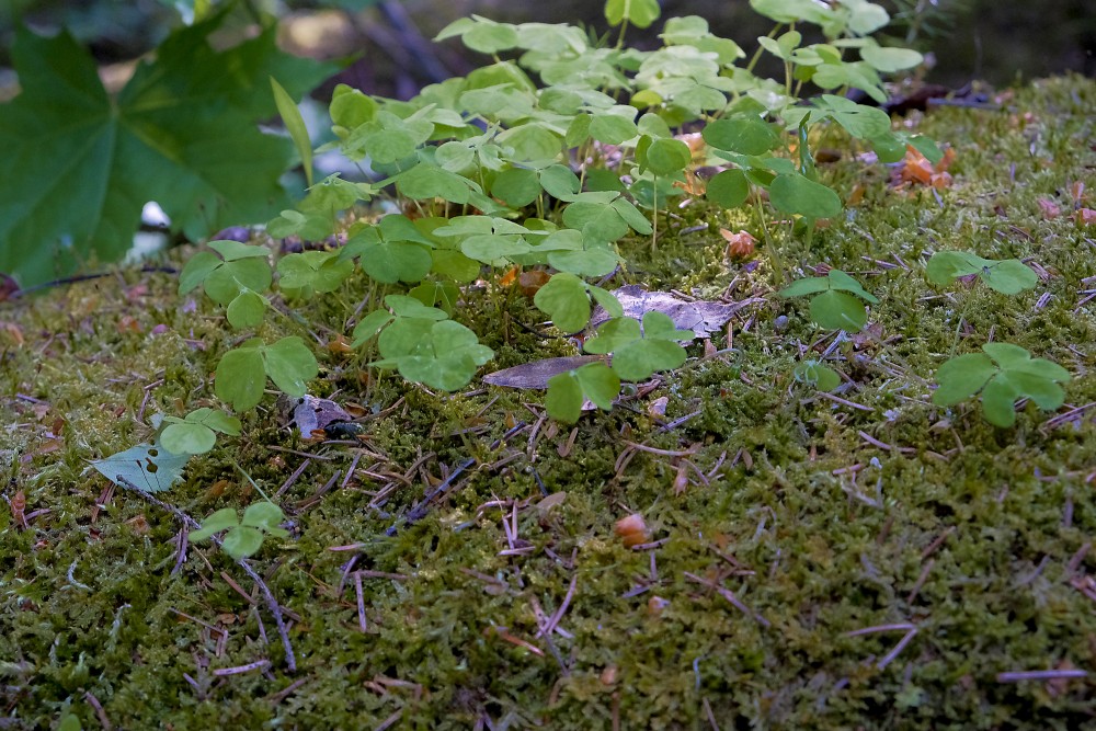 Oxalis acetosella (Wood sorrel)